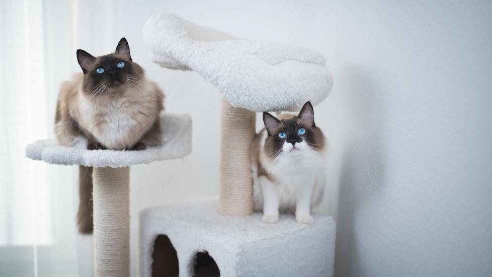 two-siamese-cats-sitting-on-cat-tree