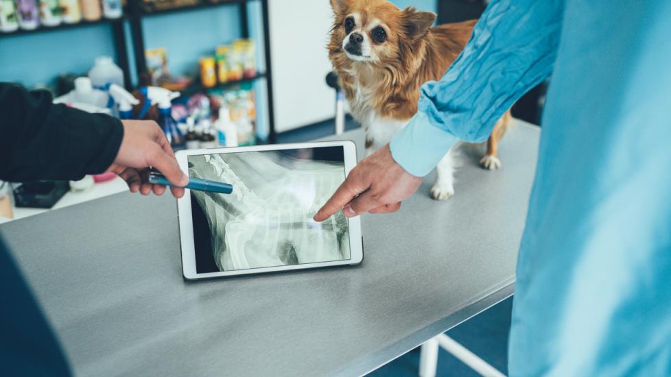 little-dog-getting-xrays-reviewed-with-vet