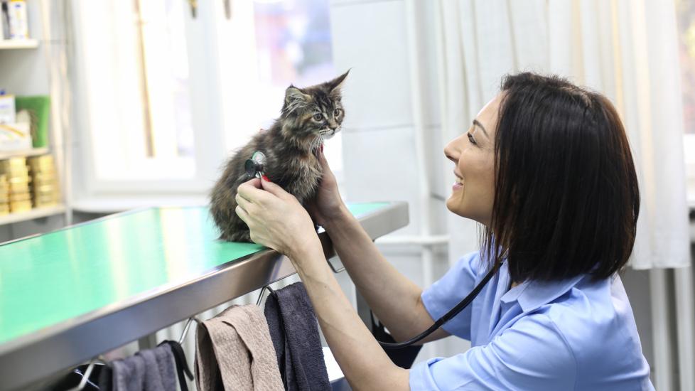 Neutering Cats 101 PetMD