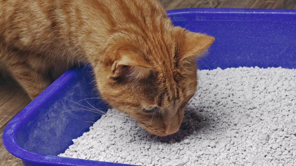 ginger-cat-sniffing-litter-in-litterbox