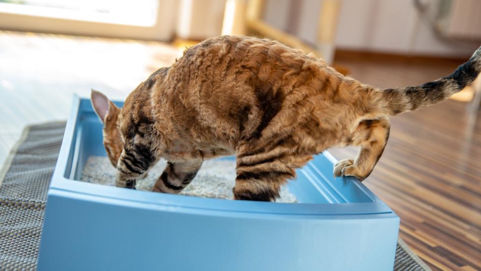 cat-crawling-into-litterbox