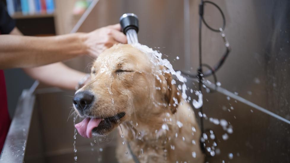 golden-retriever-in-bath-with-water-on-face