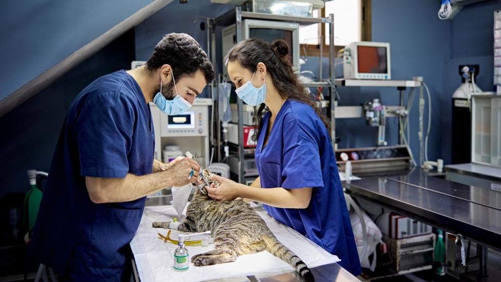 vet-tech-prepares-cat-for-surgery