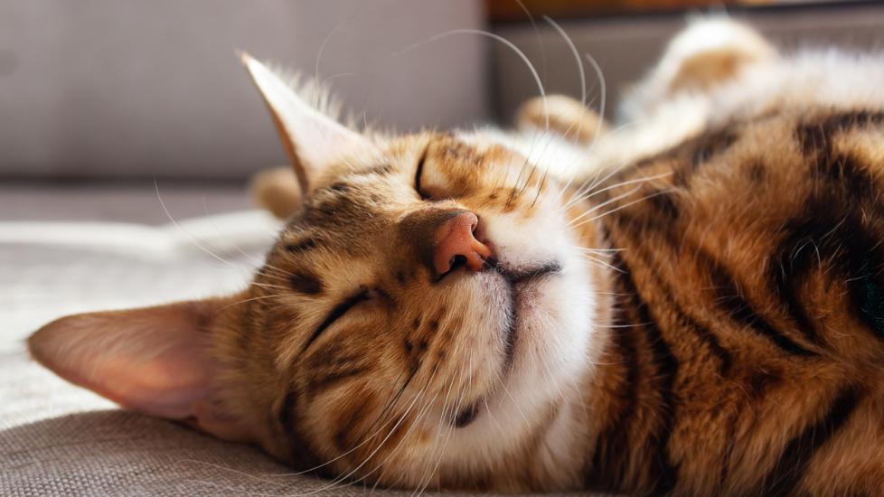 Natural Calming Herbs and Supplements for Cats