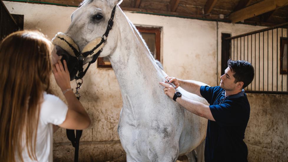 vererinarian-examining-horse-in-stable