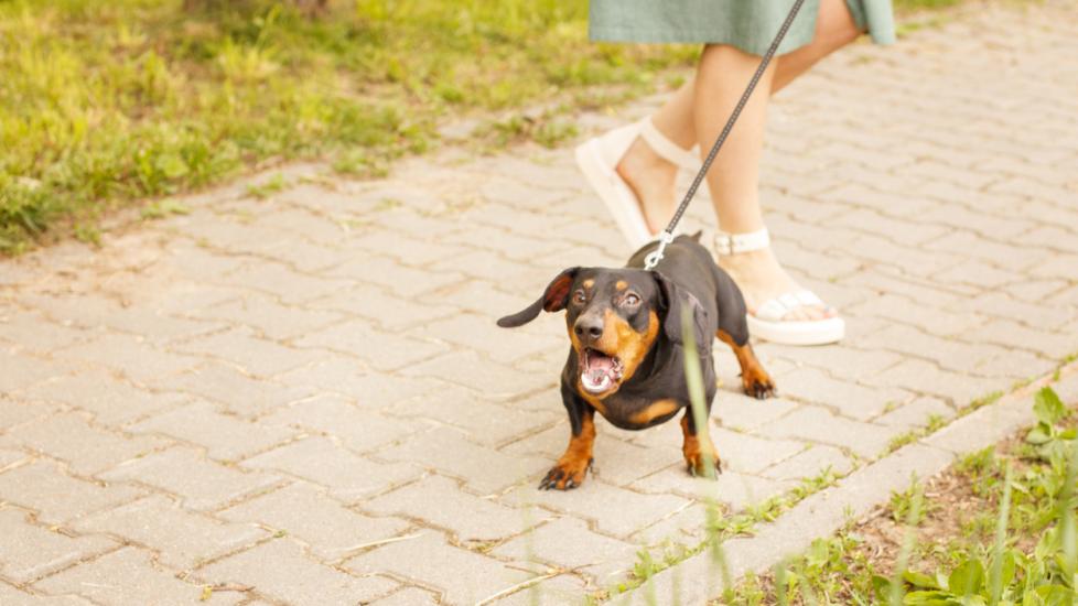 little-dachshund-dog-barking-on-leash