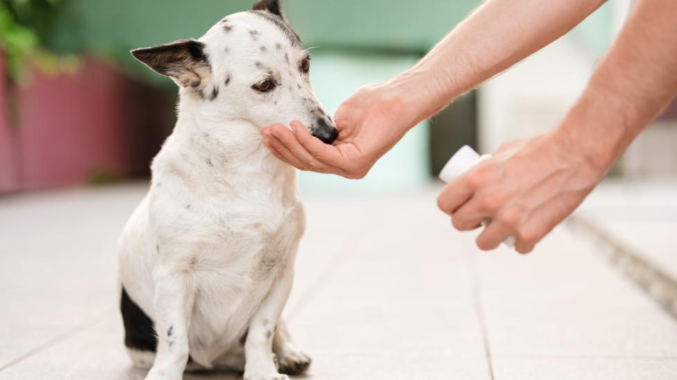 dog-sitting-on-floor-getting-fed-medication-by-hand