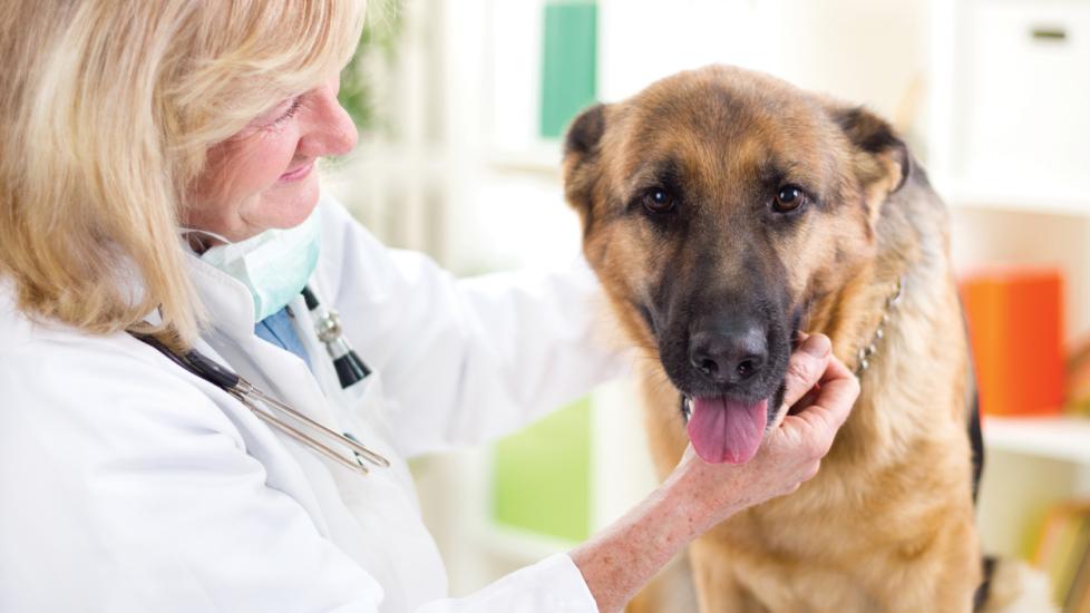 Perianal Fistula in Dogs PetMD