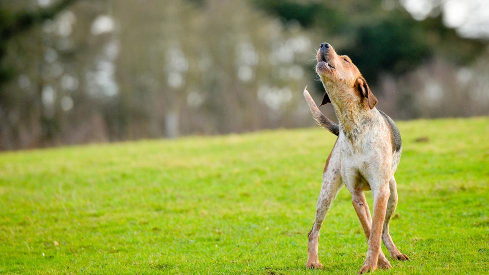 dog-howling-in-grass