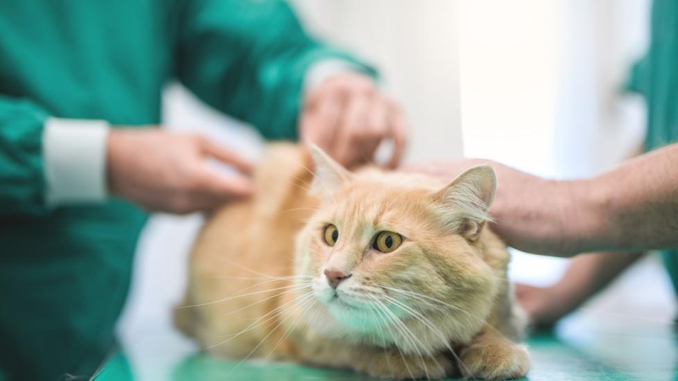 ginger-cat-sitting-on-vet-exam-table