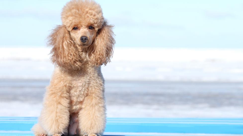 apricot miniature poodle sitting and looking at the camera