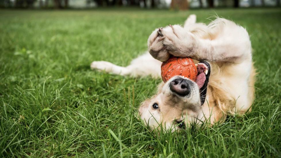 golden retriever lying on his back outside in grass and chewing on an orange ball