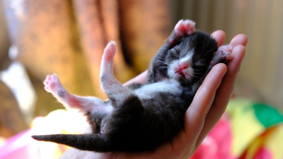 Eye Infections in Newborn Kittens PetMD