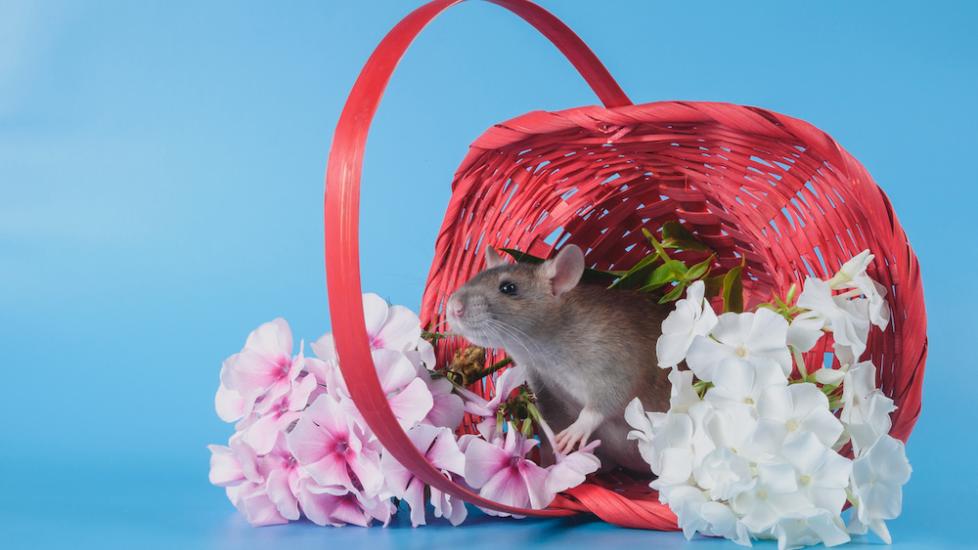 Rat in basket of flowers