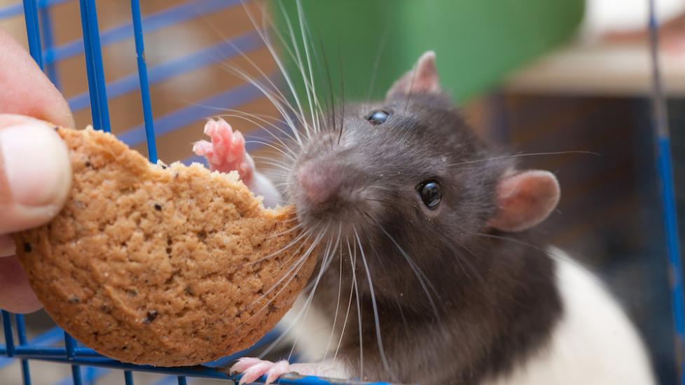 Rat eating cookie