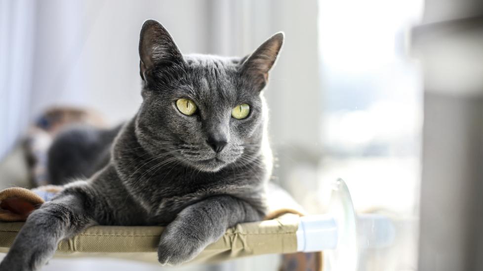 russian blue cat lounging in a cat tree by a window