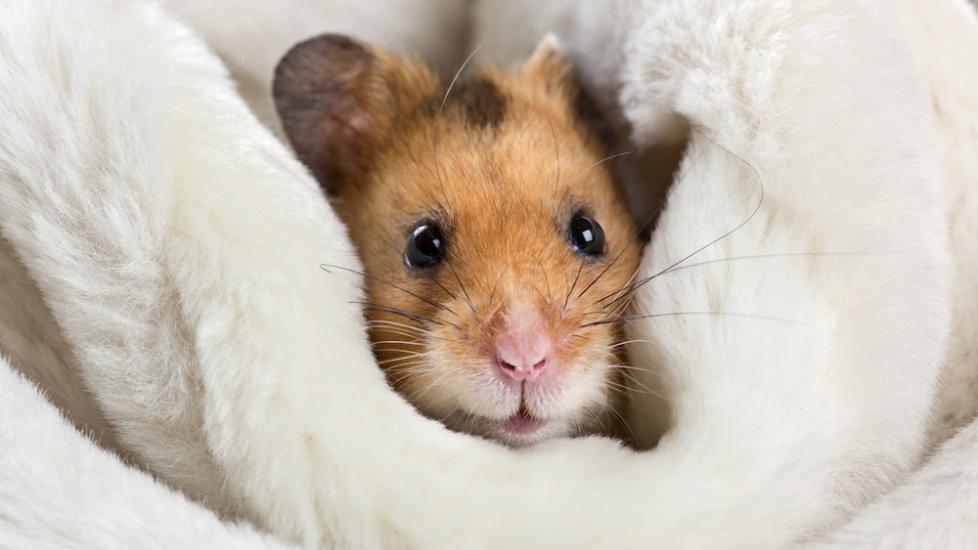 Cozy Syrian hamster