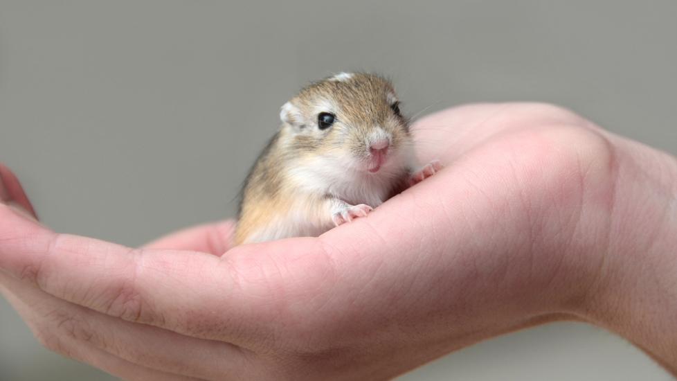Tiny gerbil