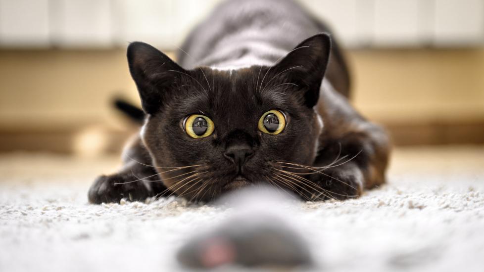 black cat with wide eyes staring at a mouse toy about to pounce