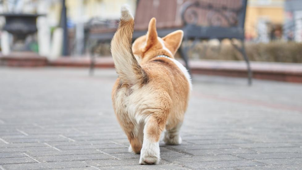 close-up of a corgi's rear-end holding his tail high