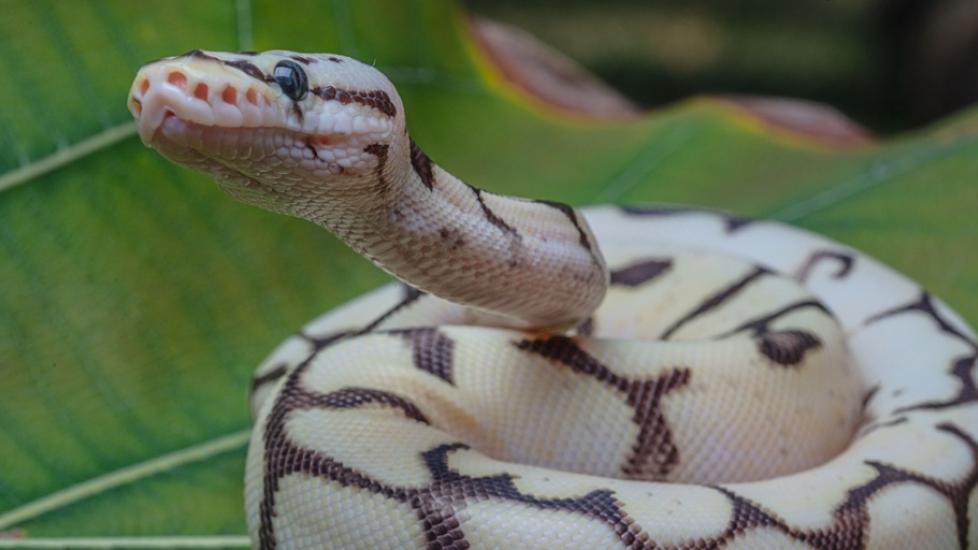 Ball Python Care Sheet | PetMD