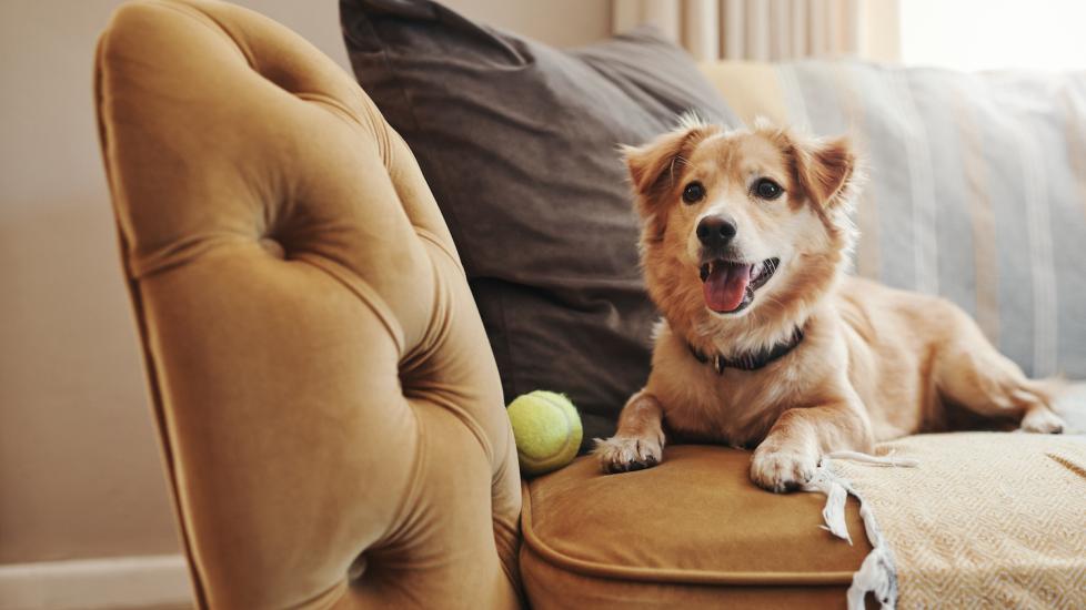Dog Wheezing Causes and Treatment Options PetMD