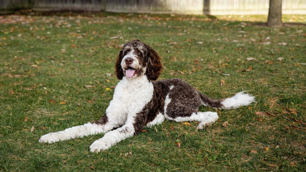 Bernedoodle Dog Breed Health and Care PetMD