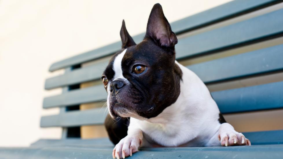 boston terrier sitting on a park bench against a blank wall