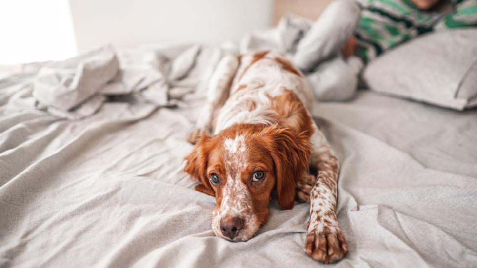 orange and white speckled brittany spaniel dog lying on a bed