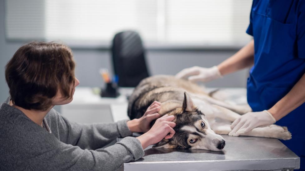 Salmonella in Dogs PetMD