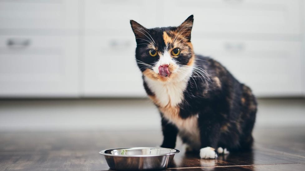 calico cat eating from a food bowl and licking her lips
