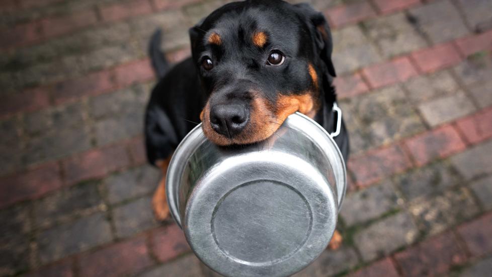 rottweiler dog sitting snd holing a metal food bowl in his mouth