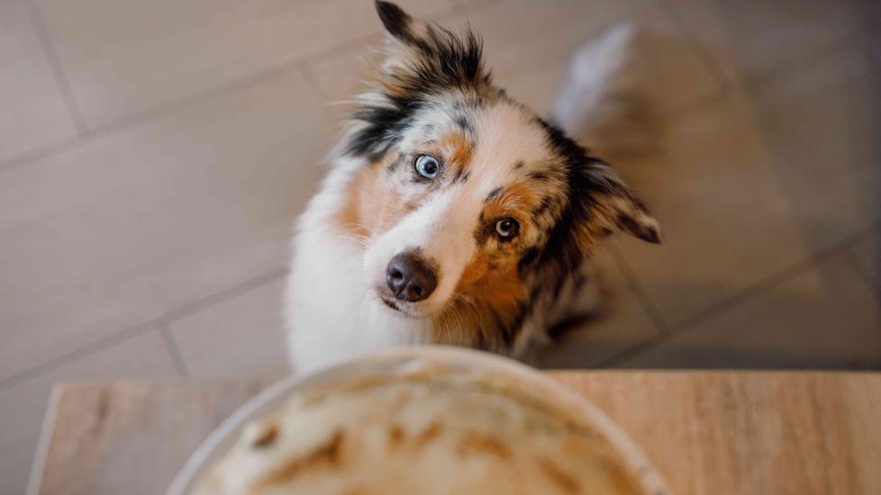 australian shepherd dog looking up at food on a table