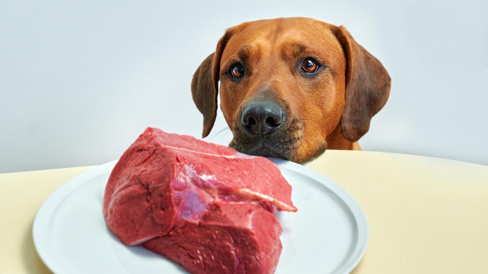 brown dog gazing at raw beef on a plate