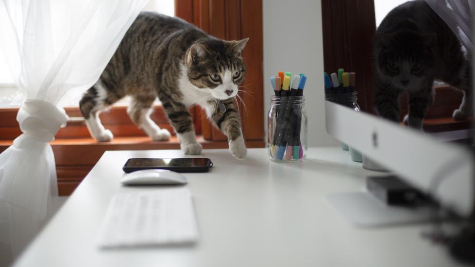 Cat near computer Cat near computer