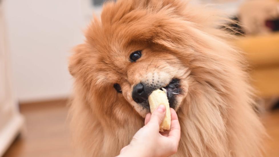 red chow chow dog eating a banana