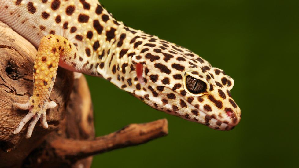 Closeup of leopard gecko