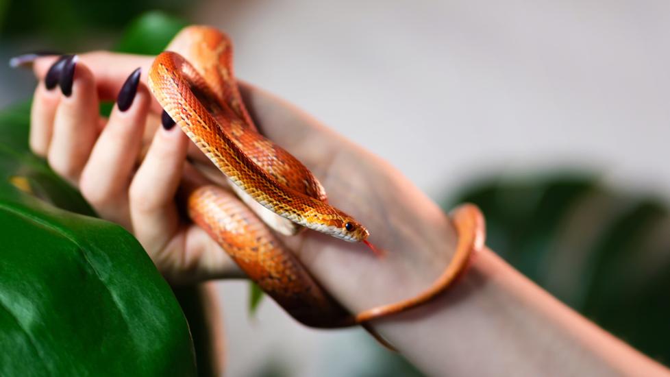 Corn Snake Care Sheet PetMD