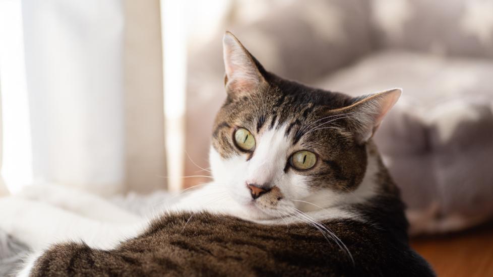 brown and white tabby cat looking at the camera brown and white tabby cat looking at the camera