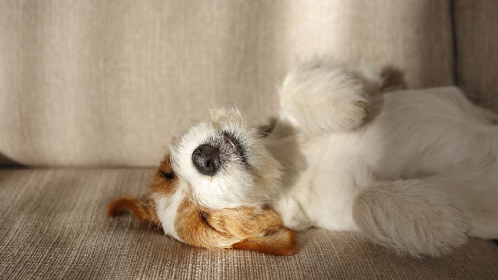 6 Dog Sleeping Positions and What They Mean | PetMD