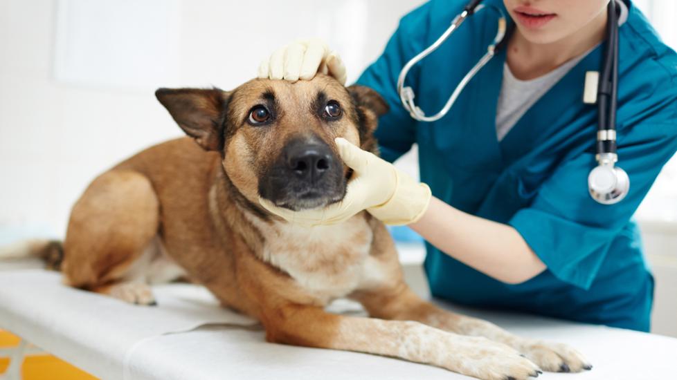 Dog checkup