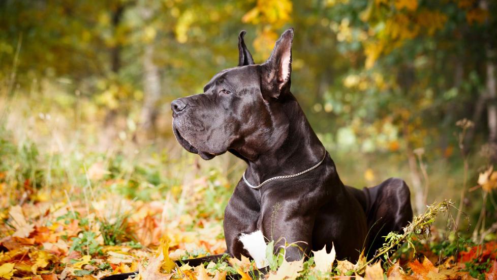 black great dane with cropped ears sitting outside