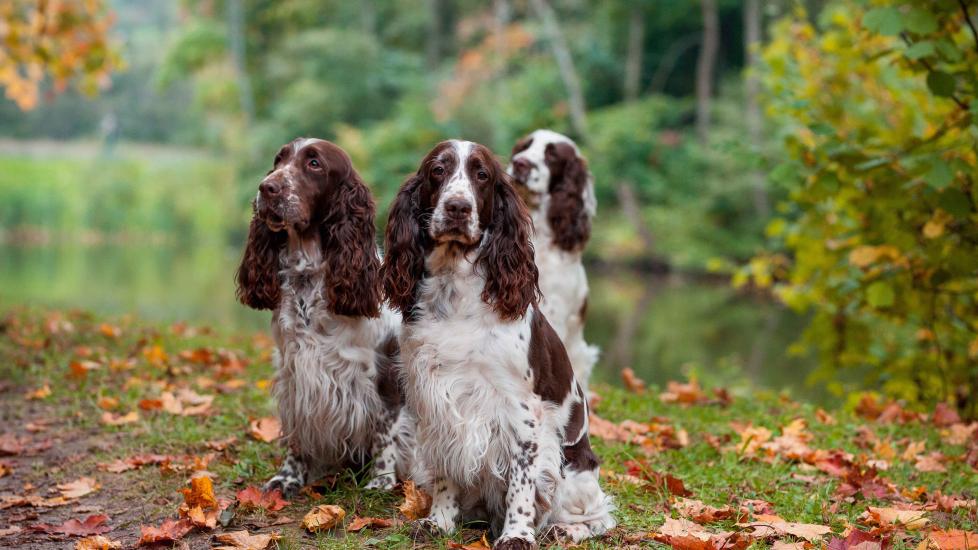three brown and white english springer spaniels sitting on a hiking trail