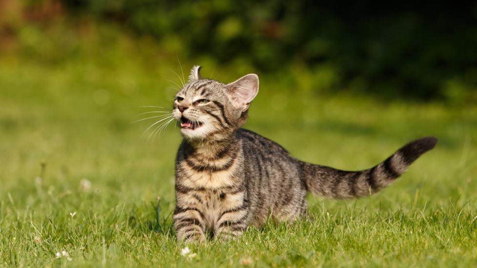 tabby kitten standing in grass exhibiting the flehmen response with his mouth open