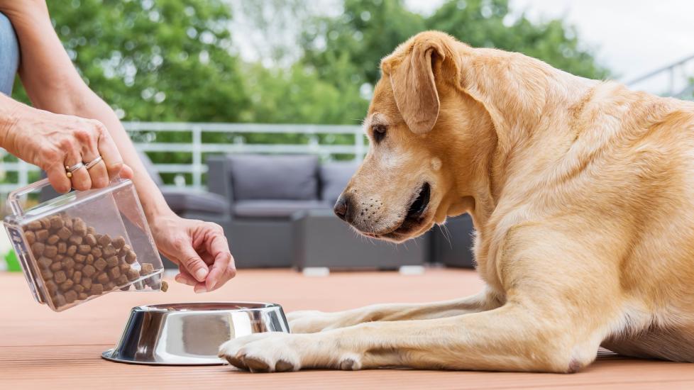 Food Allergies in Dogs PetMD