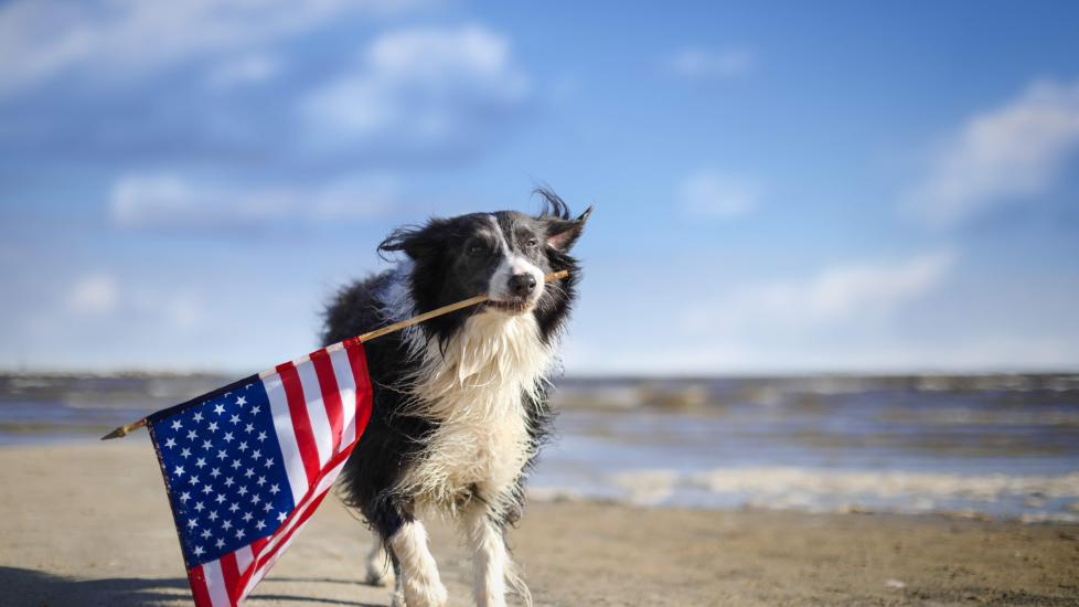 border collie running on a beach with an american flag in his mouth