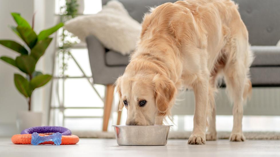 golden retriever eating from a silver metal food bowl