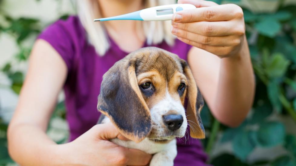 woman-holding-up-thermometer-in-front-of-dog