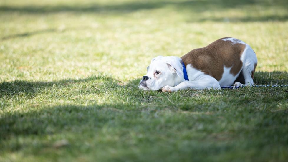 boxer-puppy-laying-in-grass