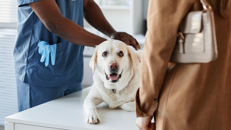 Fanconi Syndrome in Dogs | PetMD